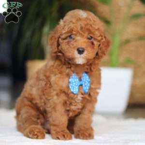 Bean, Miniature Poodle Puppy